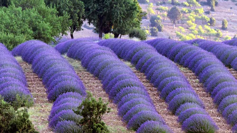 20210915151323768_lavanta (61).jpg