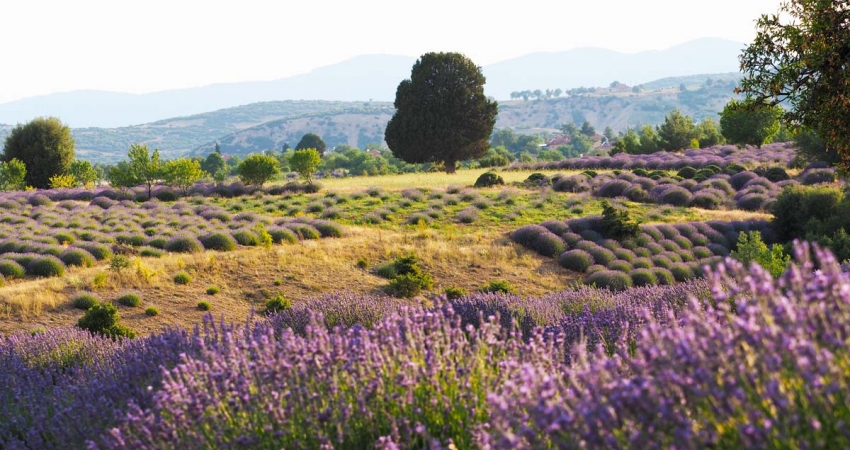 lavanta-tarlaları.jpg
